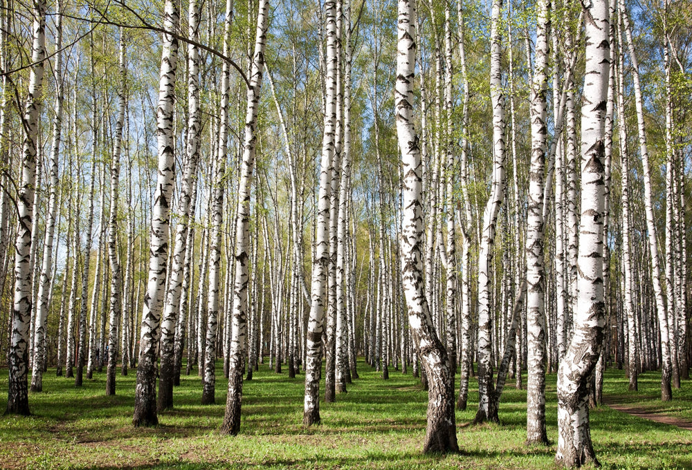 tableau en aluminium forêt de bouleaux