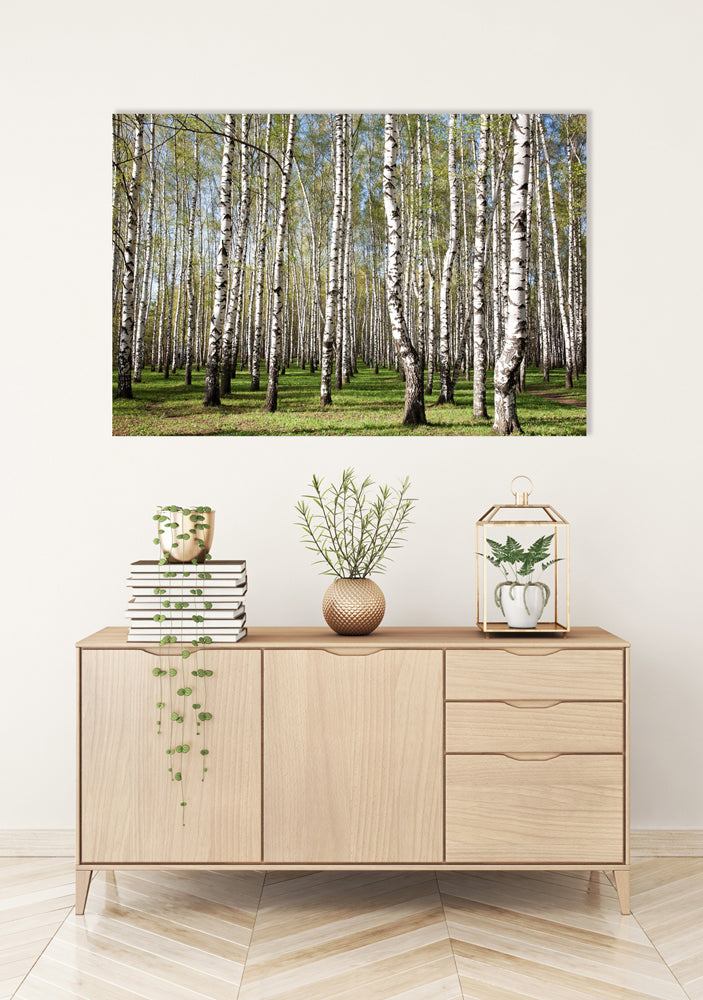 tableau en aluminium forêt de bouleaux