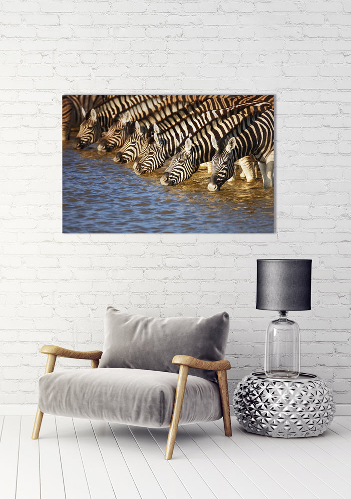 tableau en aluminium Zèbres au bord de la rivière