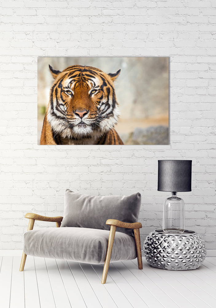photo en aluminium Tigre