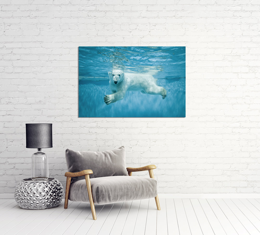 photo en aluminium ours polaire