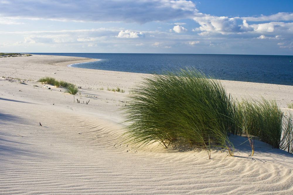 Tableau en aluminium plage avec herbe des dunes