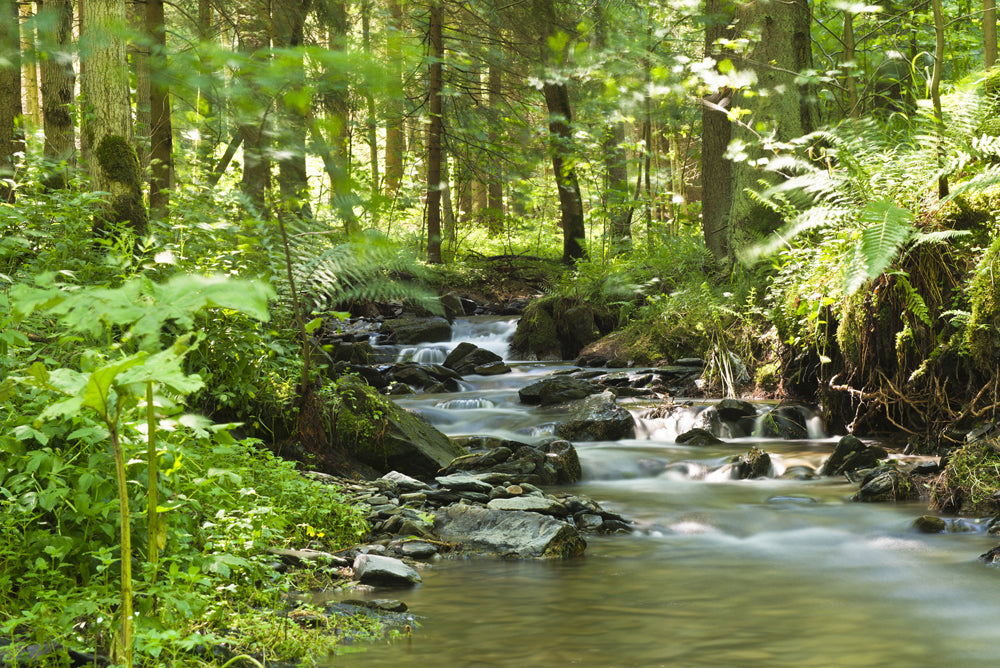 Tableau en aluminium Rivière dans la forêt 1