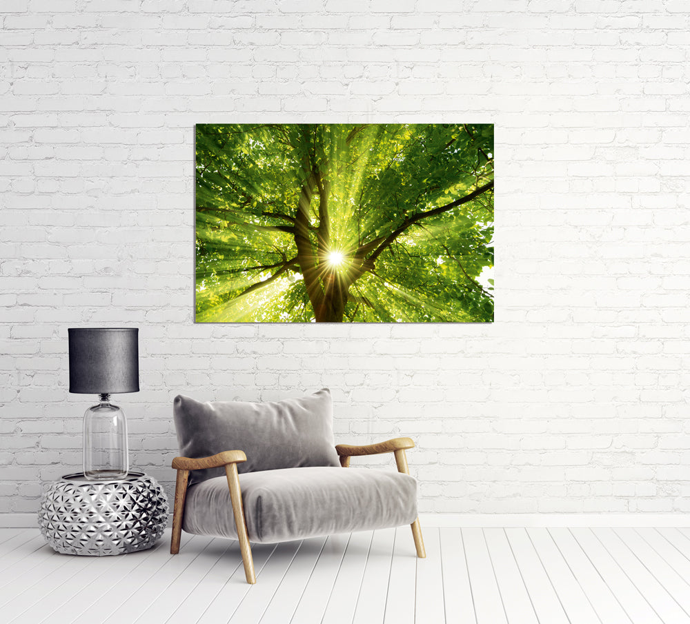 photo en aluminium cime d'arbre 1