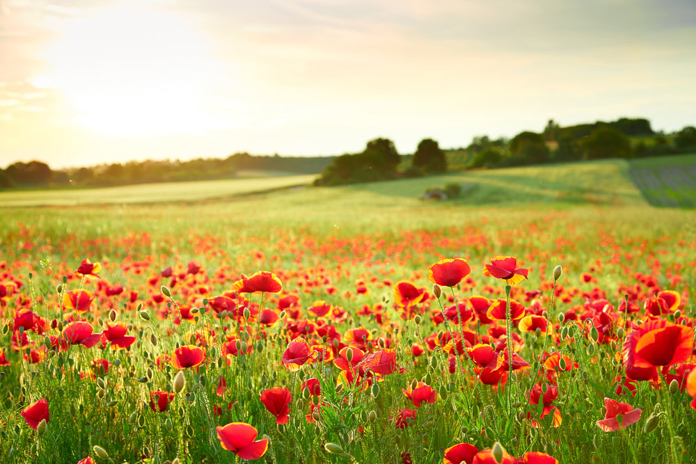 tableau en aluminium Poppy Meadow 2