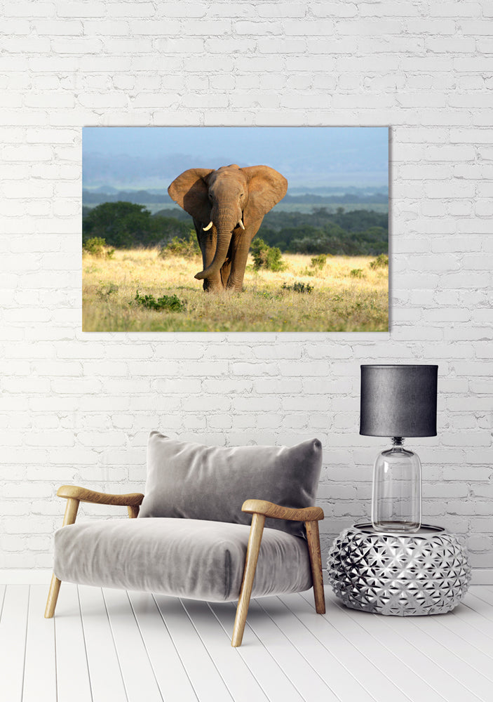 Aluminium picture Elephant in the Steppe