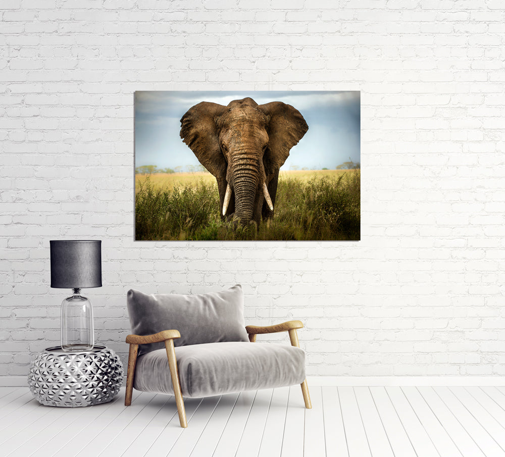 Tableau en aluminium Grand éléphant