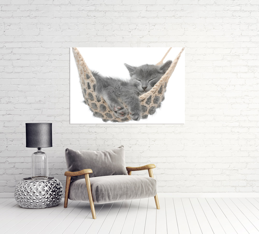 Tableau en aluminium Chaton dans le hamac
