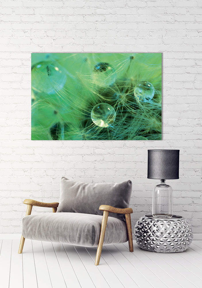 Tableau en aluminium Perles d'eau sur une plante délicate