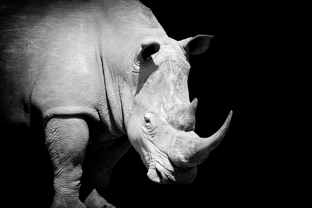 photo en aluminium rhinocéros