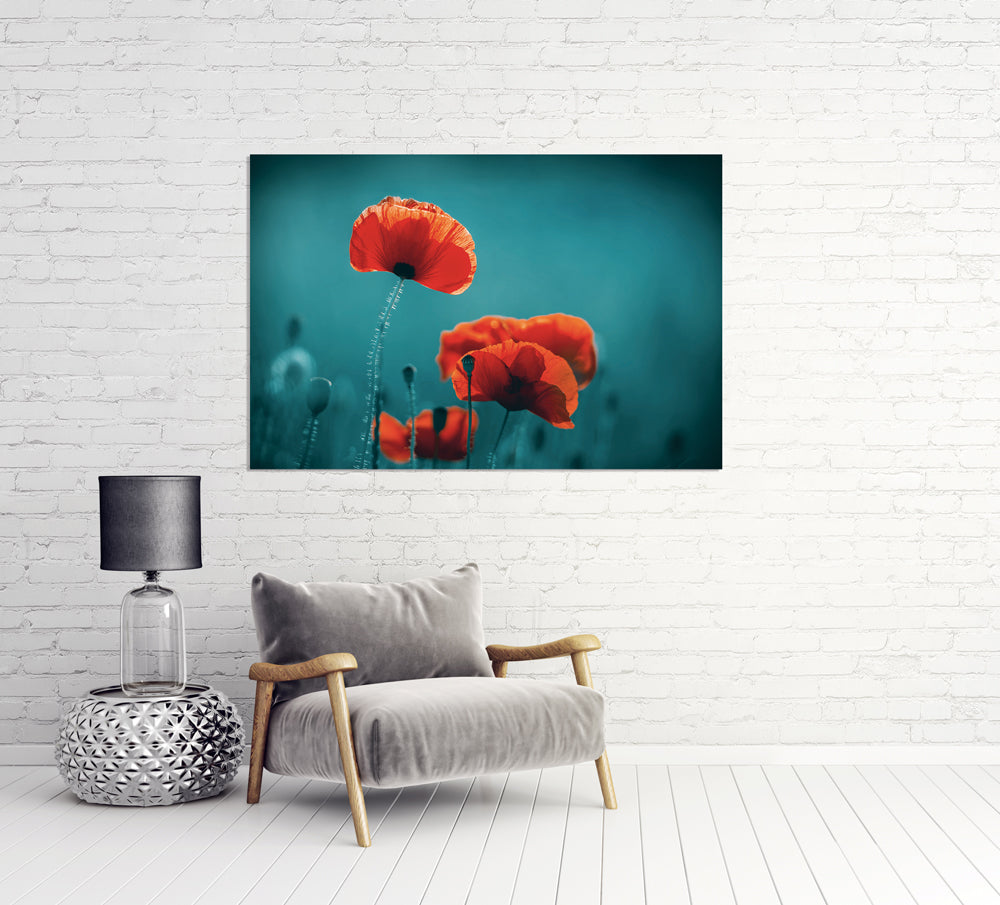 tableau aluminium Coquelicots 5