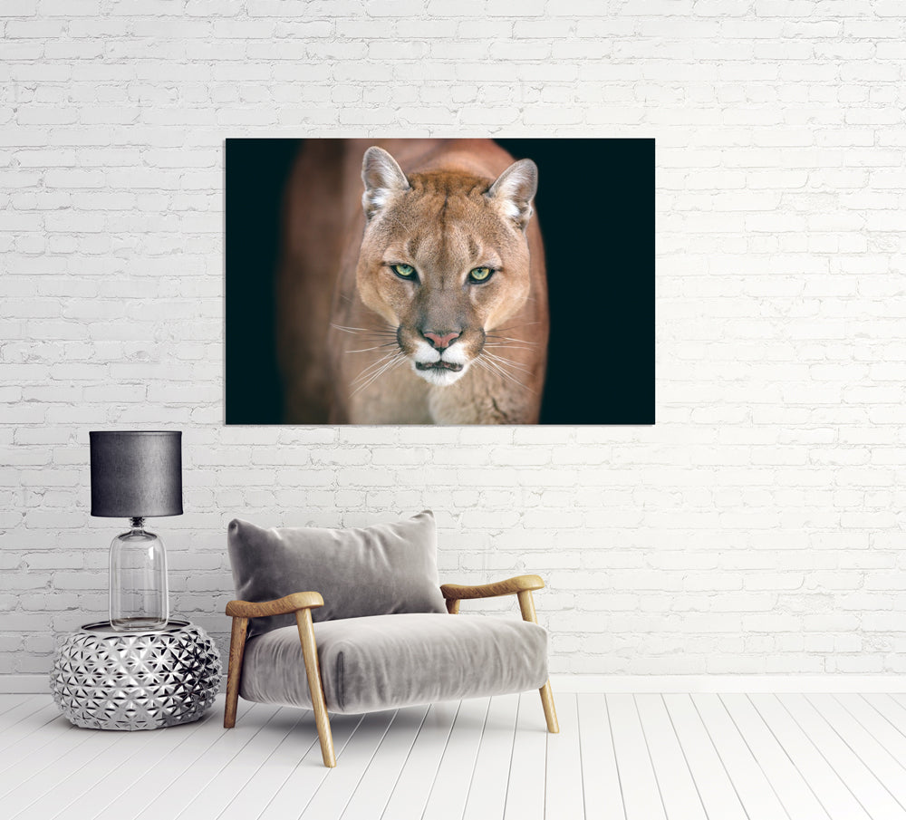 photo en aluminium Puma