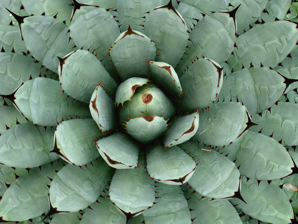 aluminum picture Agave