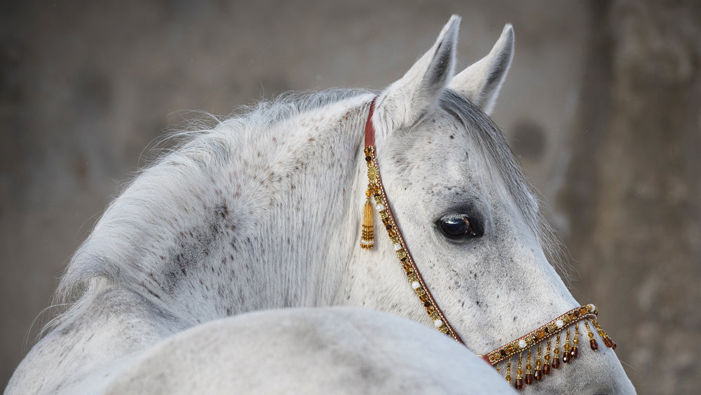 Aluminum picture Arabian Stallion
