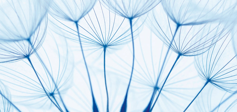 Aluminum picture dandelions in blue