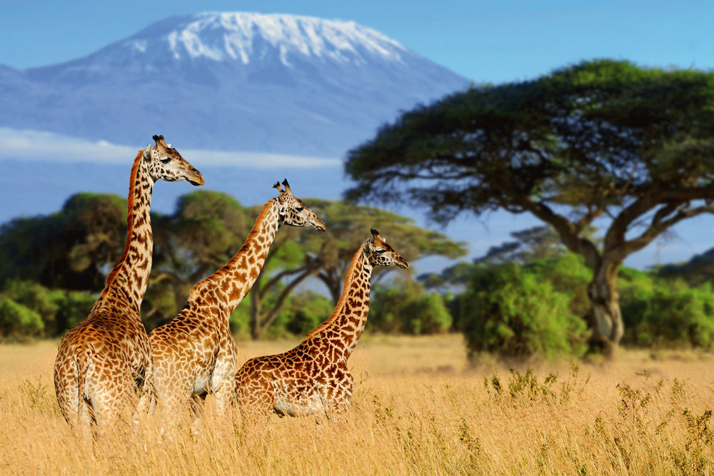 Alubild Giraffen in der Savanne