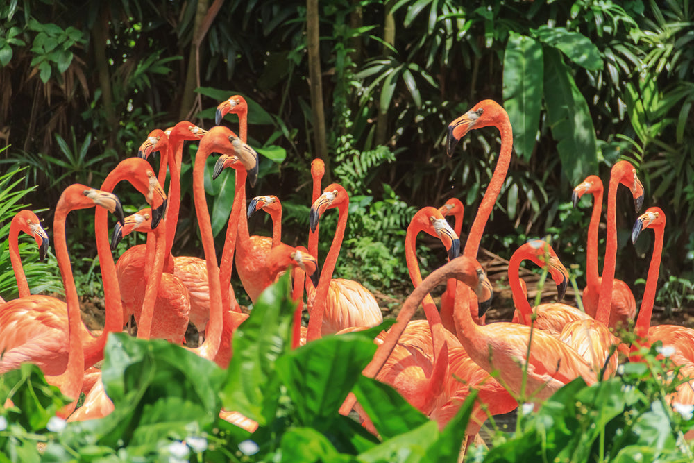 Aluminum Picture Cute Flamingo Family