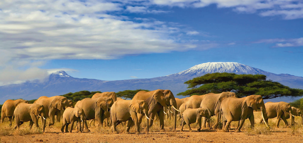 Aluminium picture Large elephant family in the savannah