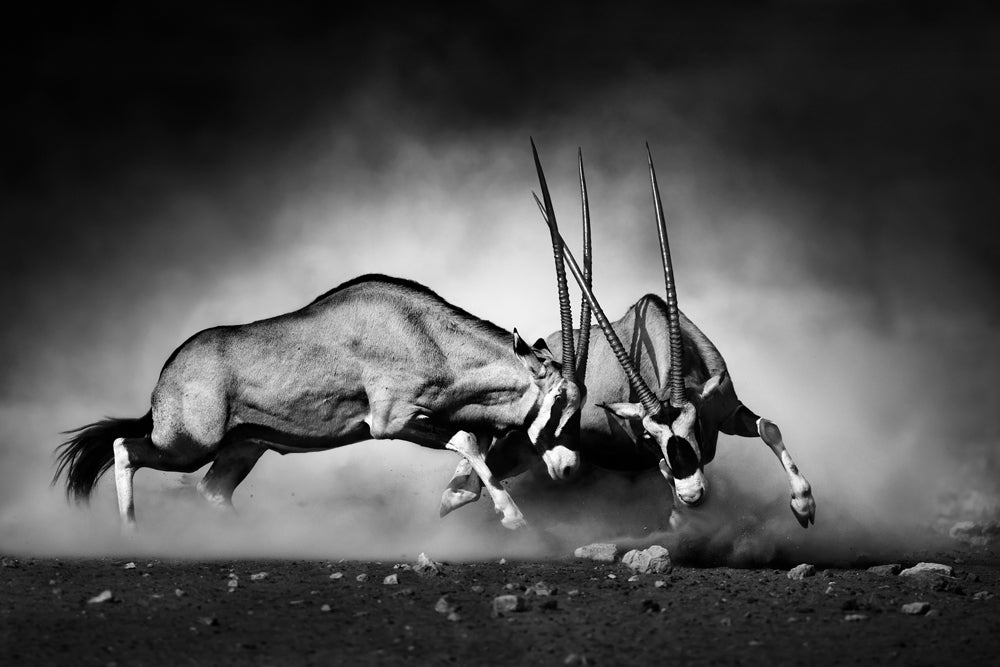 Alubild 2 fighting Oryx