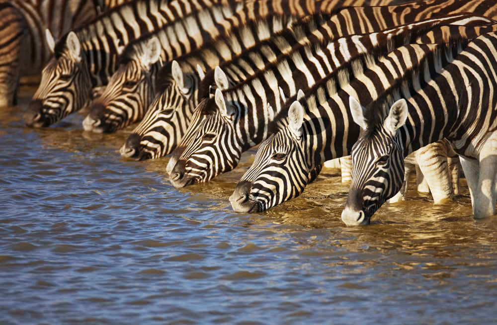 Akustikbild Pro Zebras am Fluß