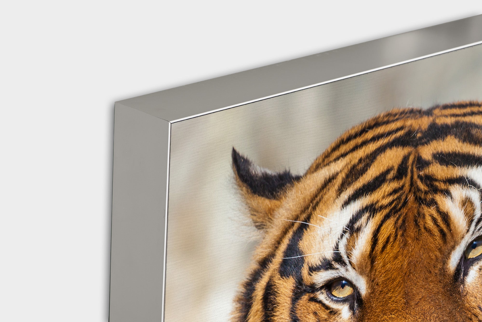 Image acoustique Pro Tiger