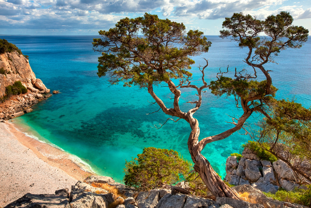 Image acoustique Pro Falaise avec arbre