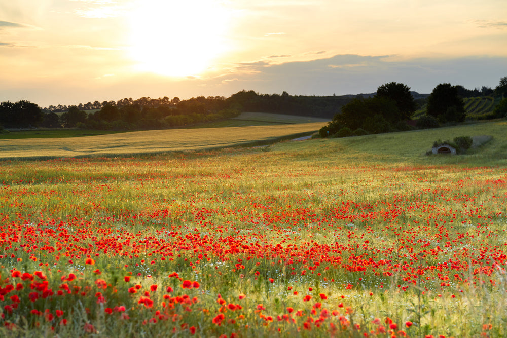 Akustikbild Pro Wiese mit Mohn