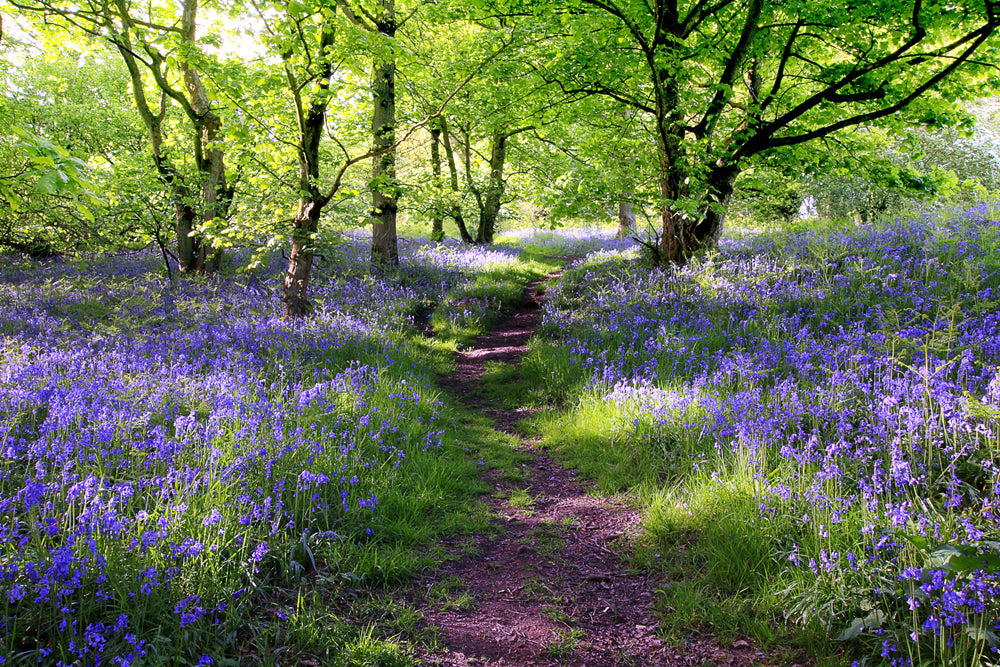 Akustikbild Pro Wald mit Lavendel 1