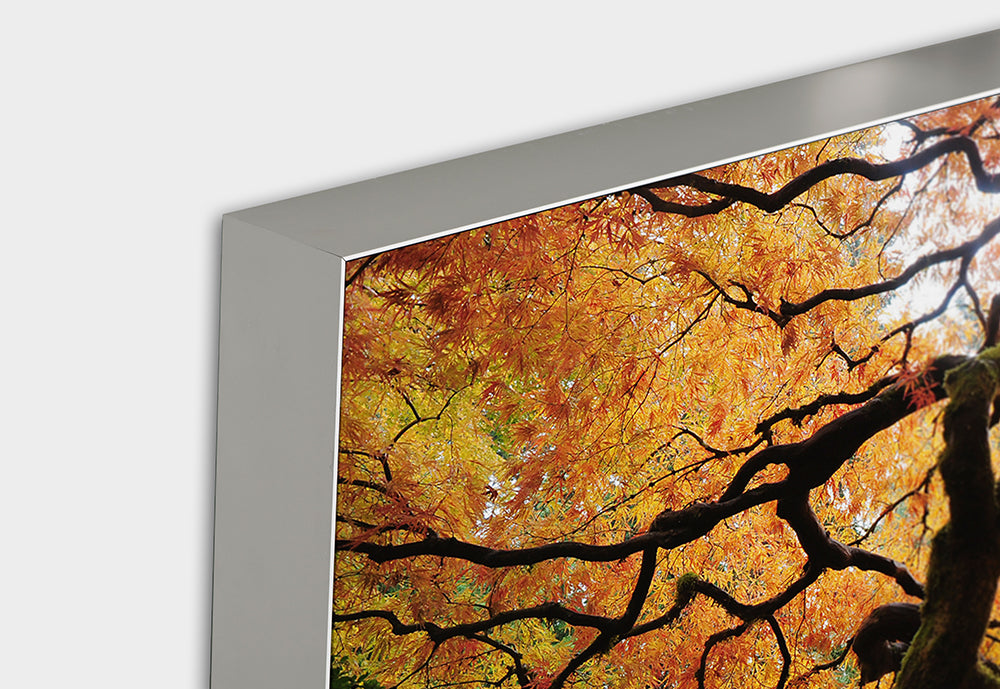 Acoustic Image Pro The Tree