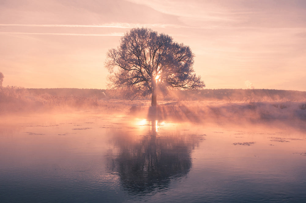 Image acoustique d'un arbre avec réflexion