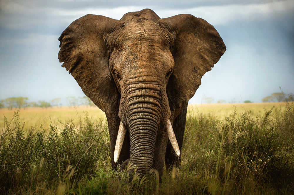 Image acoustique du grand éléphant