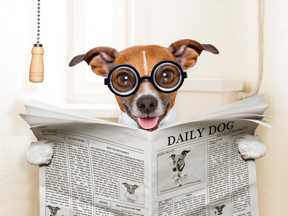Image acoustique d'un chien avec un journal
