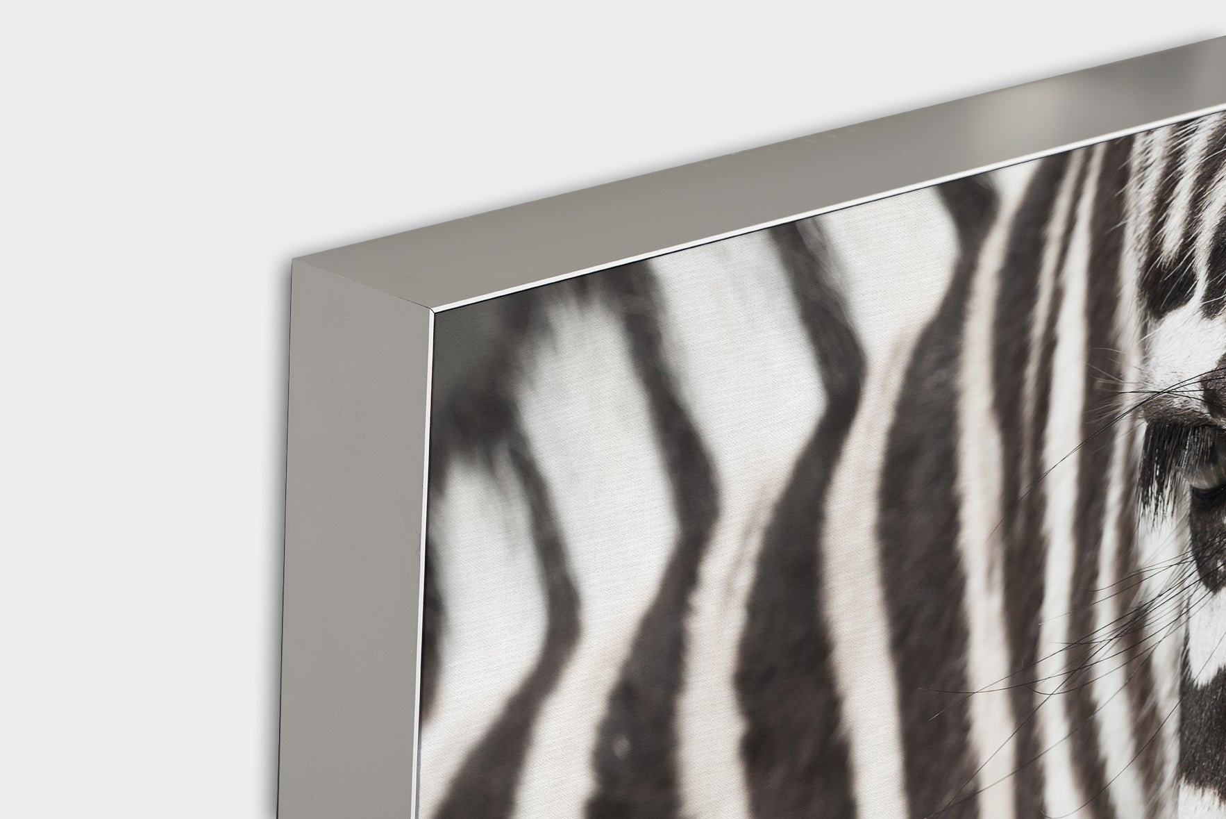 Image acoustique Pro Zebra
