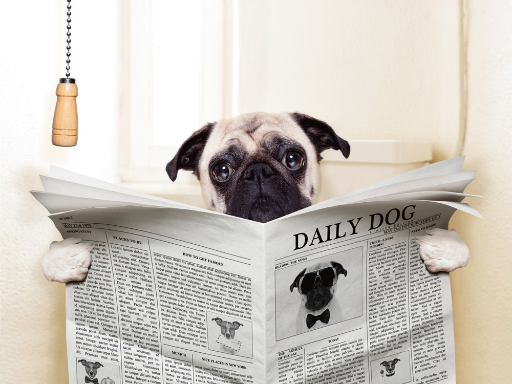 Akustikbild Pro Mops mit Zeitung