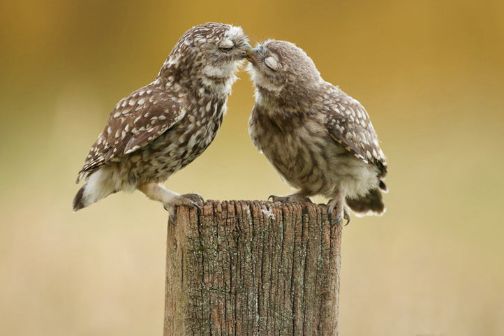 Akustikbild Pro Verliebte Käuzchen