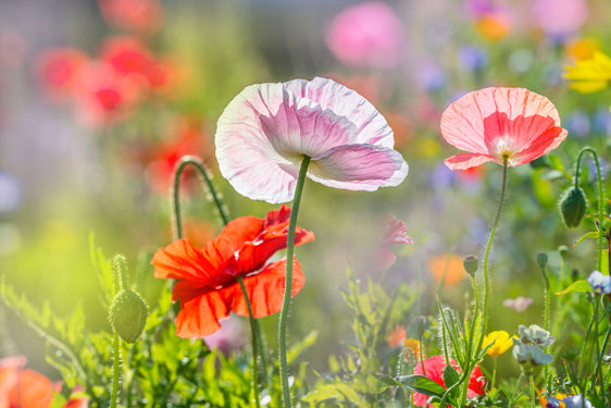Akustikbild Pro Mohnblumen 4