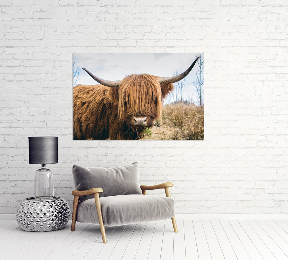 Akustikbild Pro Schottisches Hochlandrind