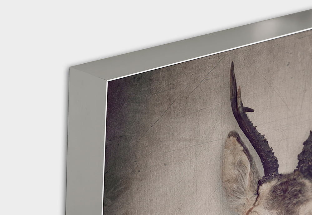 Image acoustique Pro Roebuck avec pull