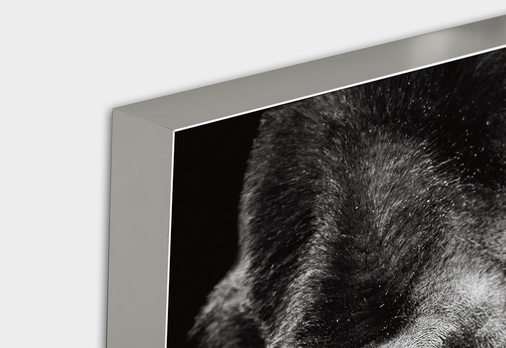 Acoustic Image Pro Imposing Gorilla