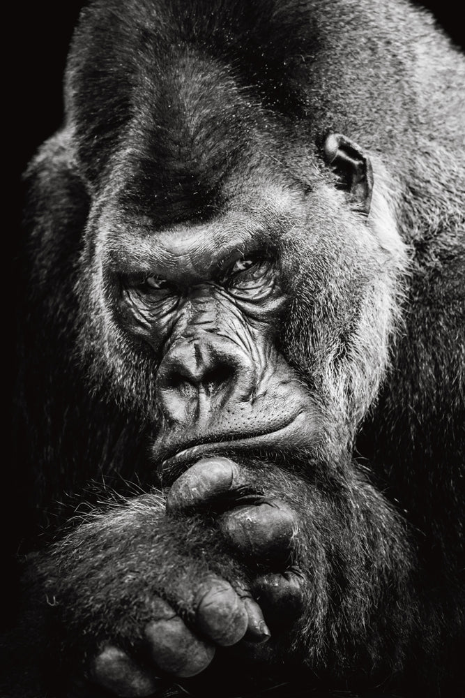 Acoustic Image Pro Imposing Gorilla