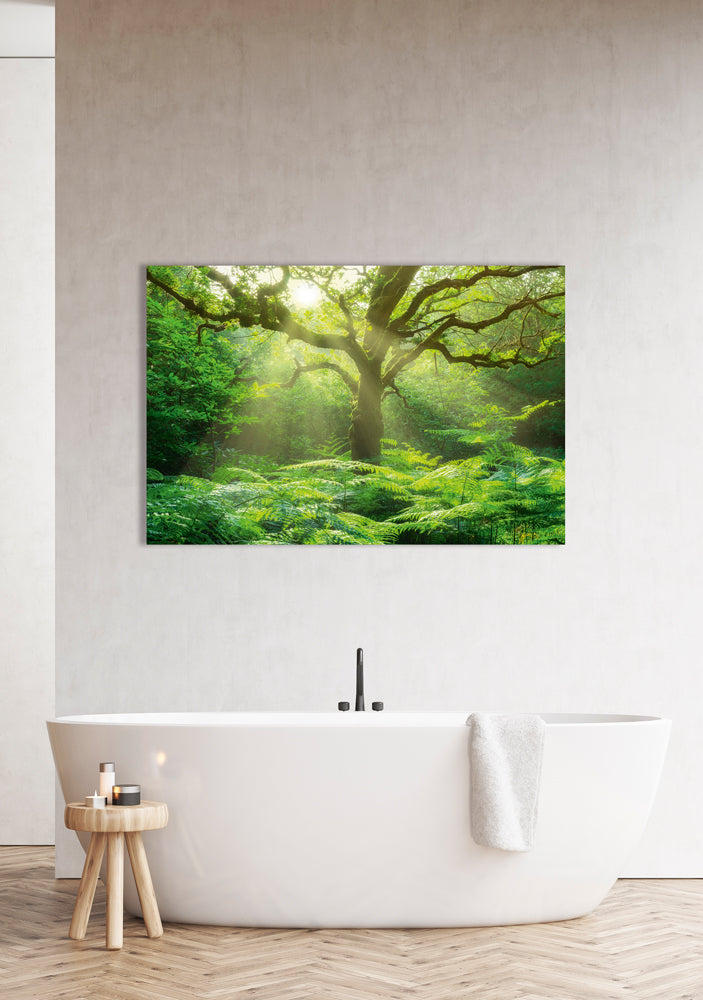 Acoustic image Pro Tree in the Forest