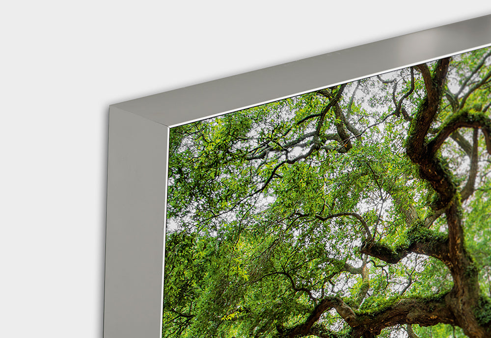 Acoustic Image Pro Branched Tree