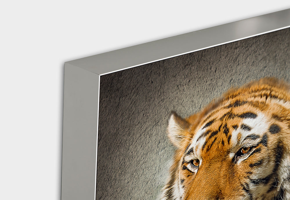 Image acoustique Pro Tiger dans un manteau