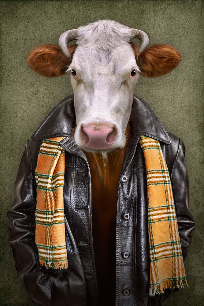 Image acoustique d'une vache avec une veste en cuir