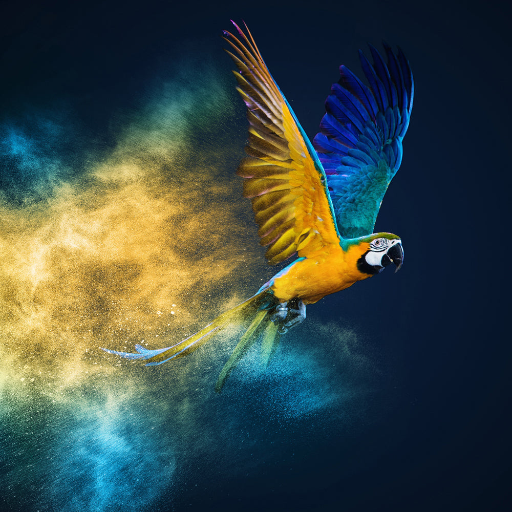 Image acoustique d'un perroquet volant