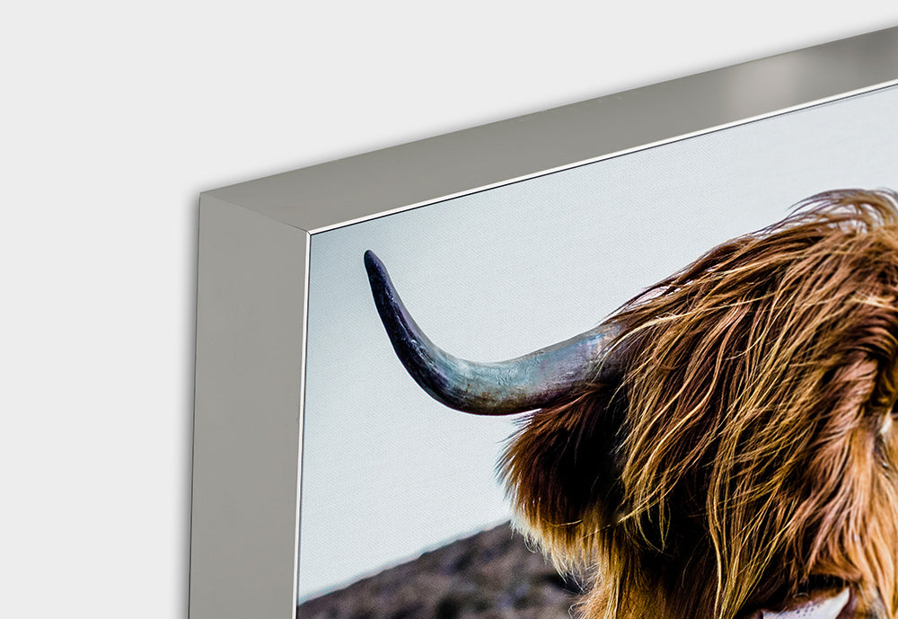 Image acoustique Pro Highland Cattle