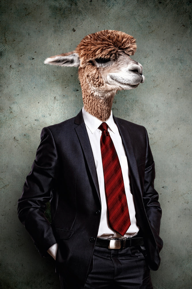 Image acoustique Lama en costume