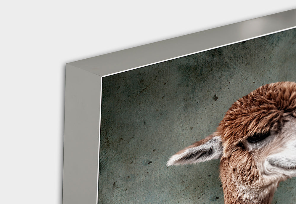 Image acoustique Lama en costume