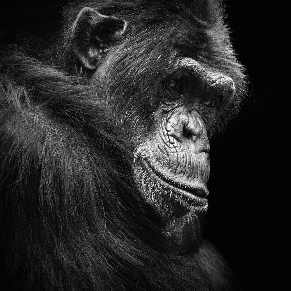 Image acoustique Chimpanzé en pensées