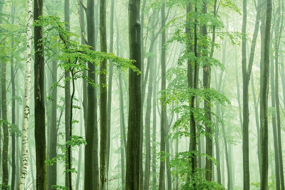 image acoustique ambiance forêt